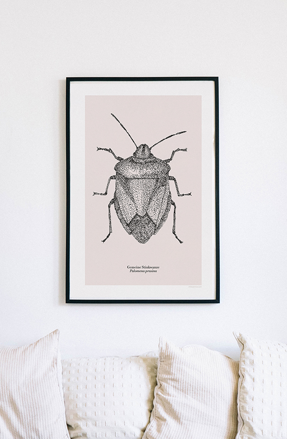 Stinkwanze Illustration Schweiz Ostschweiz